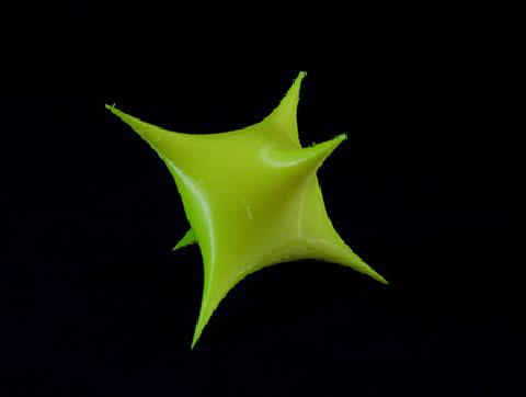 a 3d printed surface: Distel